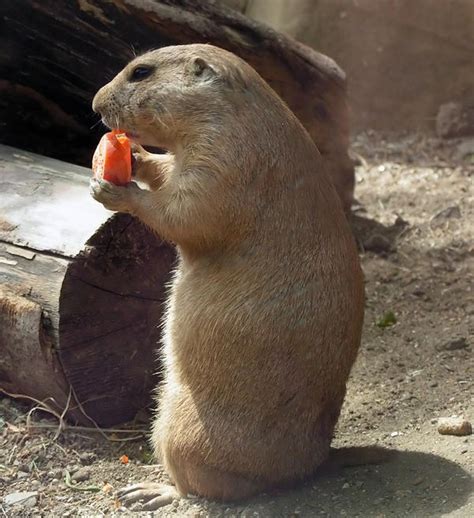 Prairie Dog eating - Stock by Sassy-Stock on DeviantArt