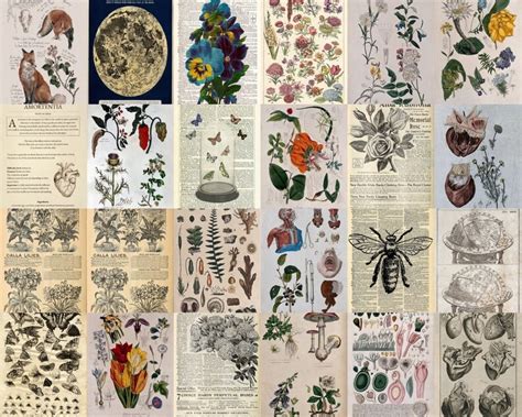 Vintage Wall Collage Kit Botanical Dark Academia Collage For Etsy