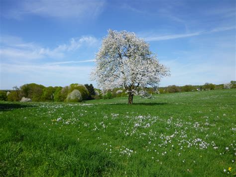 Kostenlose foto Landschaft Baum Natur Gras blühen Himmel Feld