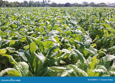 Tobacco Farm Stock Image Image Of Nicotine Background 87488971