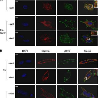 Subcellular Distribution And Co Localization Of Lrp Caveolin And