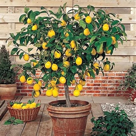 Full Sun Exposure Green Kagzi Lemon Plant For Fruits At Rs 75plant In