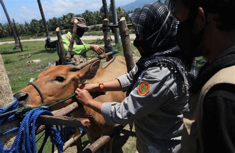 Vaksinasi Brucellosis Cegah Penyakit Brucella Pada Sapi Telisik Id