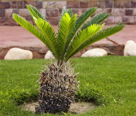 How to Grow Sago Palms from Pups - Gardenerdy