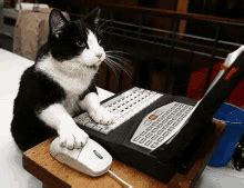 Cat Typing On Computer Gif / Best Cat Typing On Computer Gifs Gfycat ...