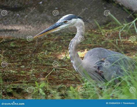 Close Up Of A Great Blue Heron In Profile Hunting Along A Shoreline