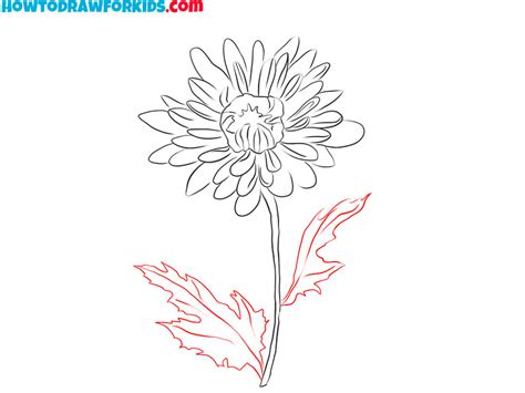 White Chrysanthemum Drawing