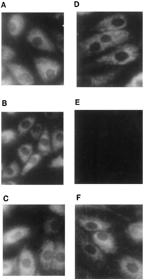 Exposure To Peroxynitrite Results In Depolarization Of Mitochondrial