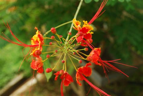 Flowers in Kerala - IV | Hemant Soreng's Photography