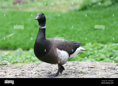 pacific brent goose, black brant Stock Photo - Alamy