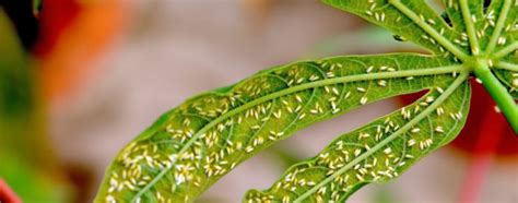 Iita Makes Breakthrough In Identifying Cassava Whiteflies Subgroups