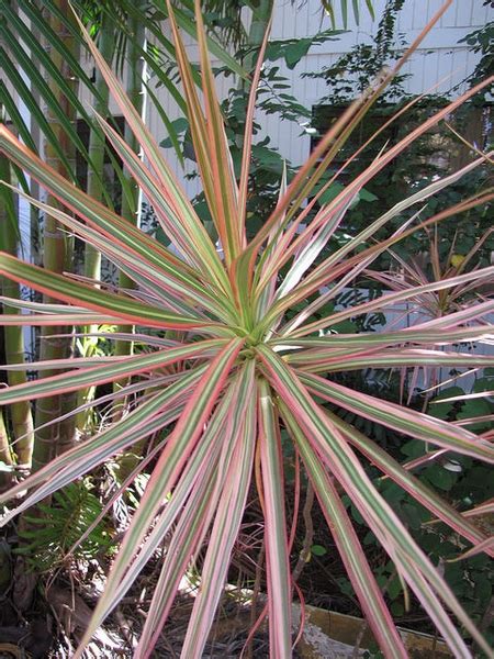 Dracaena Marginata Tricolor Care