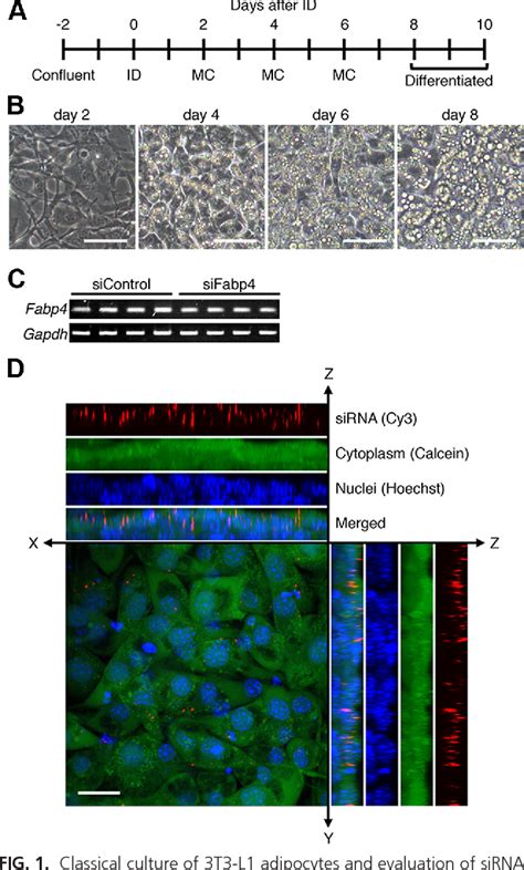 Figure 1 From RNA Interference Based Silencing Reveals The Regulatory