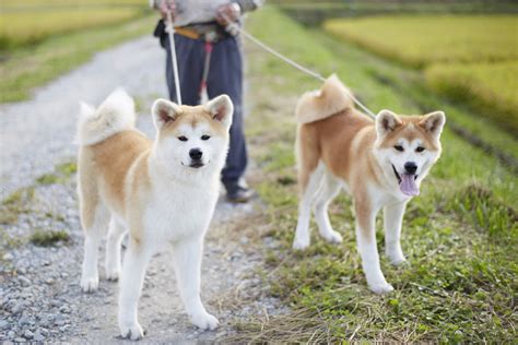 Akita Dog Breed Information, Images, Characteristics, Health