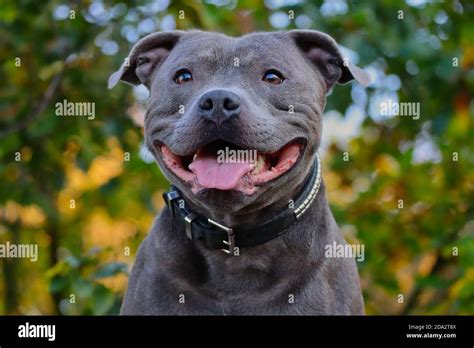 Purebred Blue English Staffy Atelier Yuwaciaojp