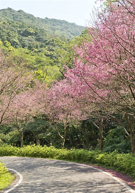 新北蒔花好綻－花見櫻花季：賞櫻景點