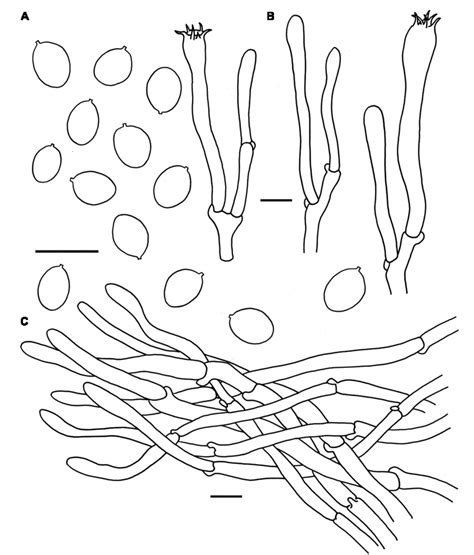 Figure From Morphological And Phylogenetic Evidences Reveal Four New