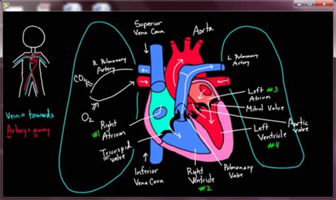 Life Science Target Week 21 Cardiovascular System Flashcards Quizlet