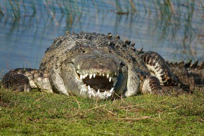 Huge 14-ft. Crocodile Dubbed 'Croczilla' Could Be the Biggest in ...