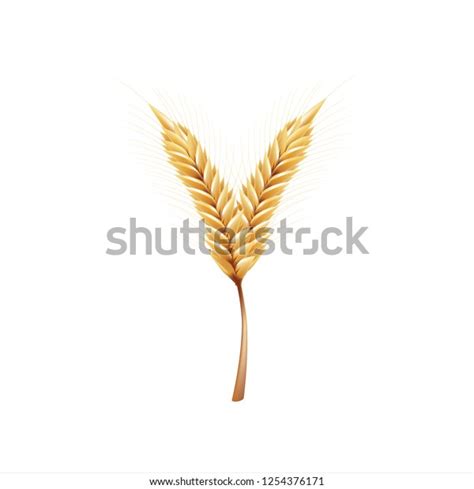 Font Y Paddy Rice Malt Barley Stock Vector Royalty Free 1254376171