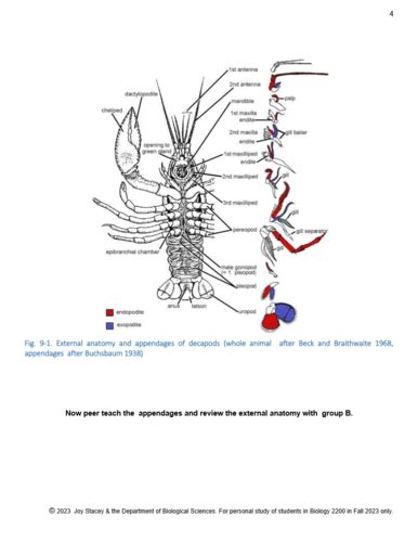 Lab 9 (Crustacean internal anatomy) Flashcards | Quizlet