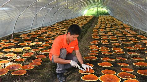 Гриб рейши | Как его выращивают для бизнеса - YouTube