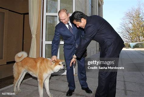 Vladimir Putin Dog Photos and Premium High Res Pictures - Getty Images