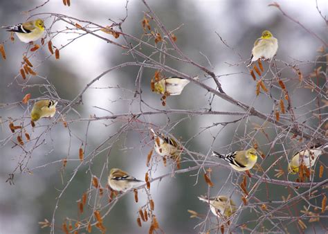 Bird of the Week | Birdwatching in Washington State | American Goldfinch