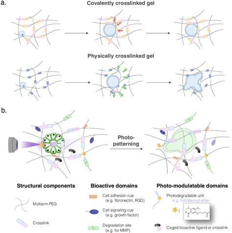 Bioinspired Synthetic Hydrogels For 3d Organoid Culture And