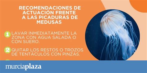 Esto es lo que tienes que hacer si te pica una medusa alergólogos