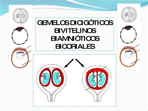 Membranas Fetales Placenta Ppt