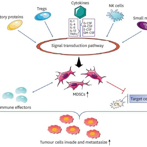 Characteristics Of M Mdscs And Pmn Mdscs Download Scientific Diagram