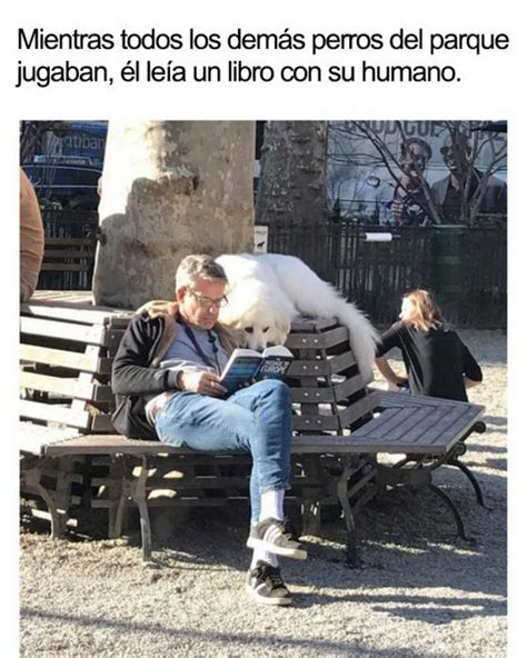 19 Divertidos Y Geniales Memes De Perros Que Te Harán Sonreír Por El