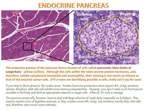 PPT Pancreatic Islets Islets Of Langerhans Digital Laboratory