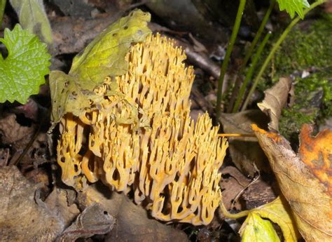 Swansea Fungi: Unknown Coral Mushroom