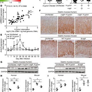 H Pylori Stimulates Gastric Epithelial Cells To Express Arrdc A And