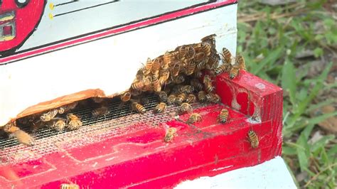 Bee swarming season: what to do if you spot a swarm