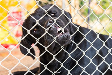 拉布拉多猎犬被锁在笼子里高清摄影大图 千库网