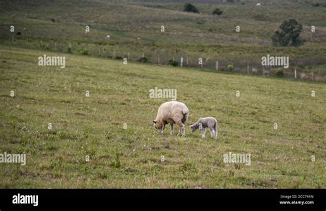 Corriedale sheep. Corriedale is a dual purpose sheep (wool and meat ...