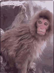 Funny Monkey Face GIFs | Tenor