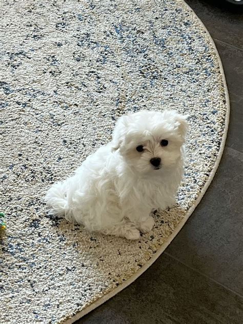 cute little maltiese puppy 🐶 in 2025 | Cute white dogs, White dog