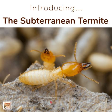 How To Get Rid Of Termites Naturally Termites Termite Treatment