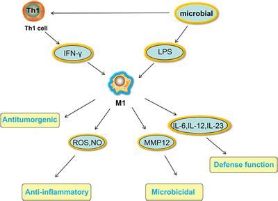 Frontiers Macrophage Polarization In The Development And Progression