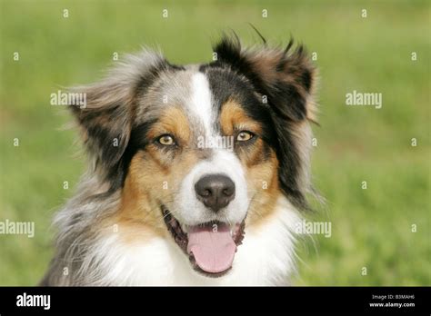 Australian Sheperd Portrait Stock Photo Alamy