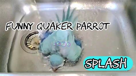 Quaker Parrot Dancing Bathing Monk Parakeet Bath Time 🦜 Youtube