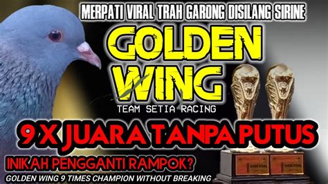 Golden Wing X Juara Tanpa Putus Merpati Kolong Merpati Lovers Uuk