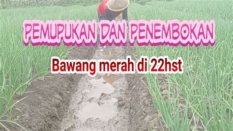 Pemupukan Dan Penembokan Bawang Merah Youtube