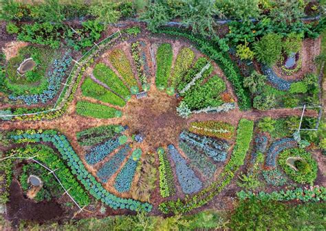 Les champignons peuvent être des alliés des jardiniers La Salamandre