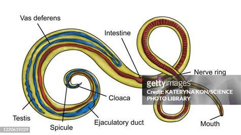 416 Intestinal Worms Stock Photos High Res Pictures And Images