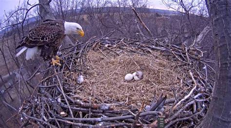 Watch Eggs Hatching New Beautiful Birds Now Beautifulnow